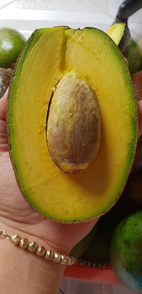 Khi chín, bơ Cuba có cơm màu vàng, dẻo, thơm béo ngậy. Ảnh: FB Bảo Ngọc.