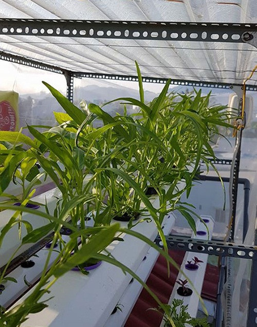 Với diện tích sân thượng khoảng 35m2, anh thiết kế 2 giàn rau thủy canh. Một giàn trồng các loại rau của họ cải như cải … và rau muống. Ảnh: Dân Việt.