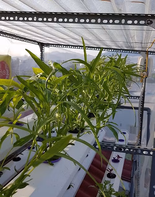 Với diện tích sân thượng khoảng 35m2, anh thiết kế 2 giàn rau thủy canh. Một giàn trồng các loại rau của họ cải như cải … và rau muống. Ảnh: Dân Việt.