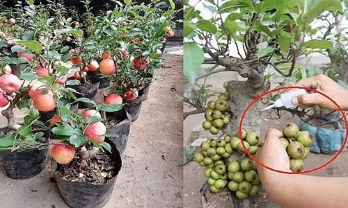 Lợi dụng nhu cầu mua cây cảnh tăng cao trong những ngày giáp Tết, nhiều tiểu thương làm giả các bộ phận của cây cảnh như gắn hoa, quả, lá vào cây để đánh lừa người tiêu dùng. Ảnh: Doctinnhanh.