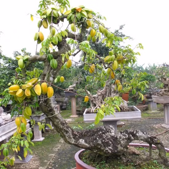 Nếu có trồng được thì cây này giá cực đắt, ít nhất 2 - 2,5 triệu đồng/cây. Ảnh: Blogcaycanh.