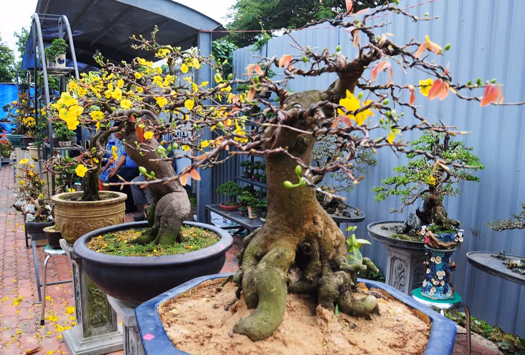Những cây mai lớn, nhiều tuổi thường cành mai bao giờ cũng lớn tương đương và có một phần rễ mọc lộ thiên trên mặt đất. Ảnh: Zing.