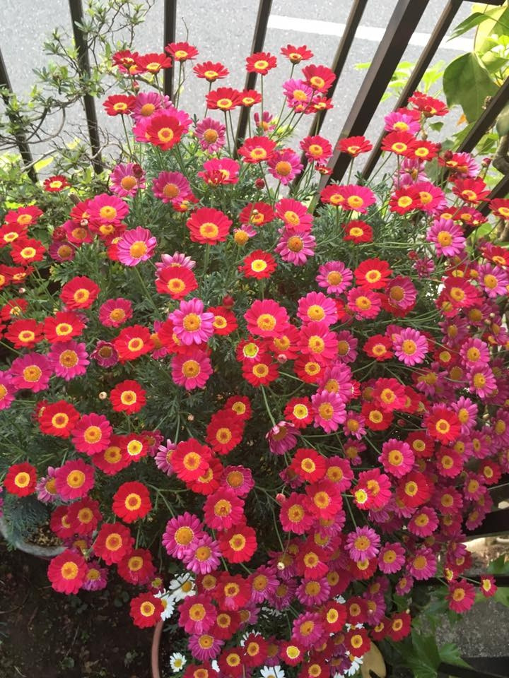 Để hạn chế sâu bệnh, chị Ngọc thường gieo hạt hoa đúng mùa, phát hiện sâu bệnh kịp thời. Ảnh: ĐSPL.