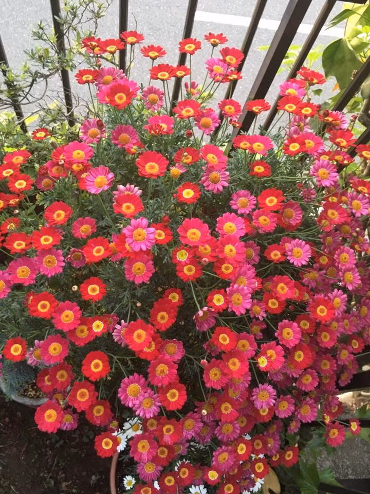 Để hạn chế sâu bệnh, chị Ngọc thường gieo hạt hoa đúng mùa, phát hiện sâu bệnh kịp thời. Ảnh: ĐSPL.