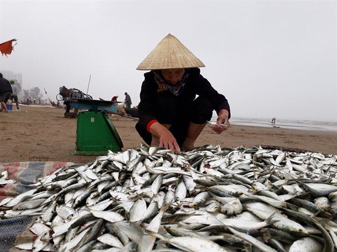 Giá bán từ 10.000 - 15.000 đồng/kg, thậm chí có lúc lên tới 20.000 đồng/kg. Nhờ đó, ngư dân dễ dàng có thu nhập tiền triệu mỗi ngày. Ảnh: Nongnghiep.