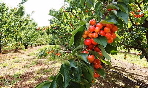  Cherry Úc thường được thu hoạch từ cuối tháng 11 đến tháng 2 hàng năm. Ảnh: Facebook.