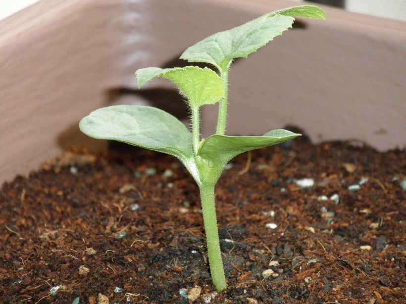 Chúng được trồng ở vùng Yubari. Tháng 2 hàng năm, người dân bắt đầu gieo hạt trong nhà kính. Ảnh: Cropnet.