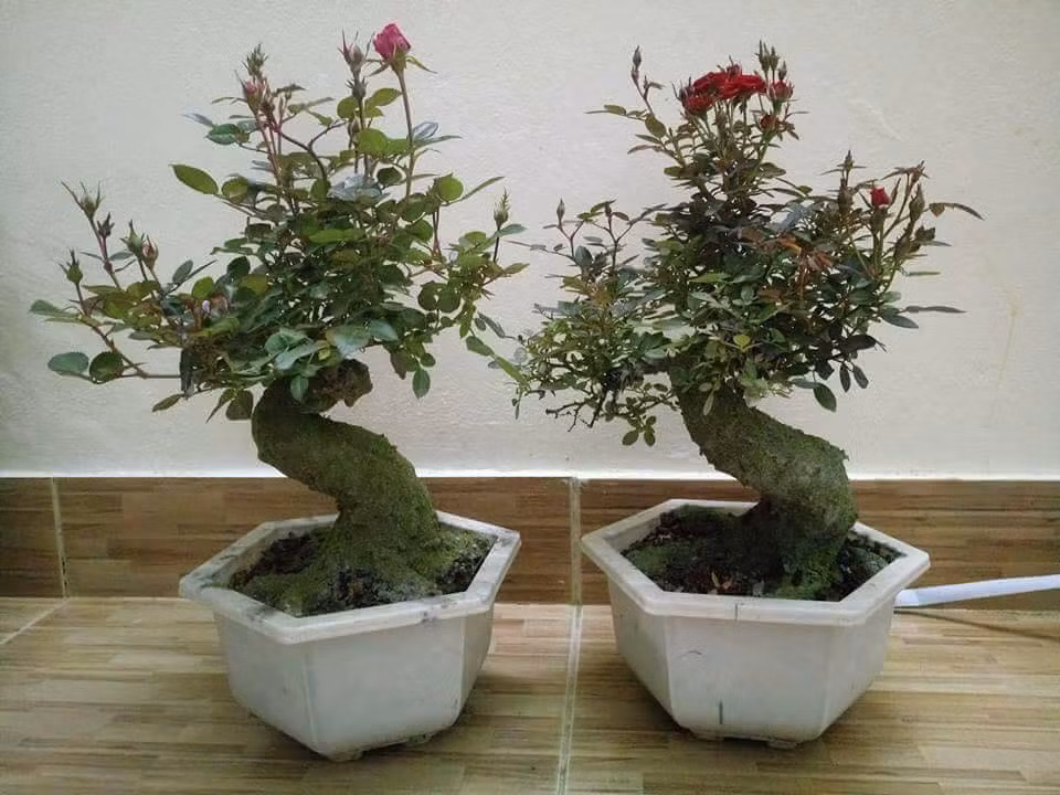 Một phong cách chơi bonsai độc đáo và mới lạ. Ảnh: FB Thân Thương.