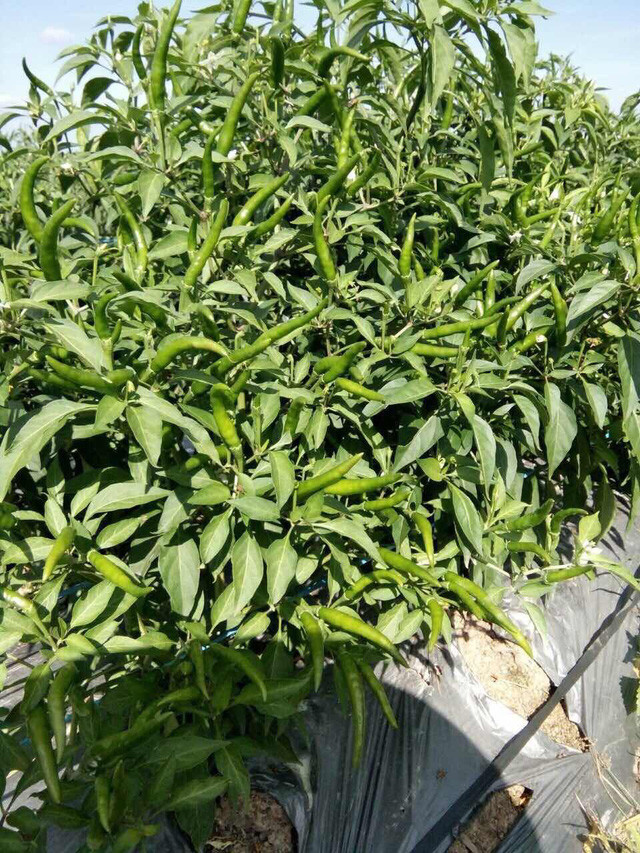 Những trái ớt khi còn non.