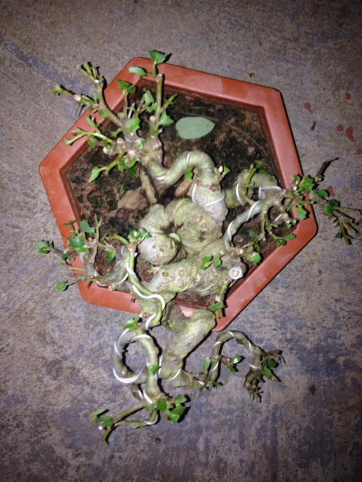 Chậu bonsai sung dáng uốn xoắn cầu kỳ. Ảnh: FB ‎Tung Hoang.