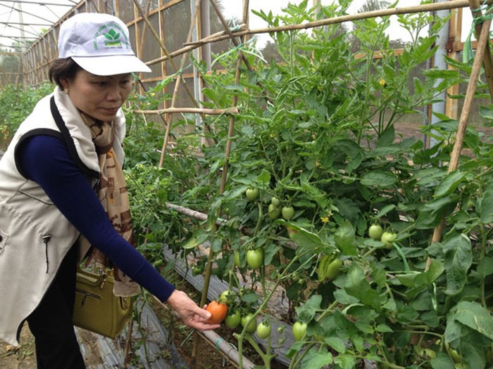 Ngoài vụ chính đông, cà chua ghép có thể trồng trái vụ mà vẫn cho năng suất cao. Ảnh: Baovinhphuc.