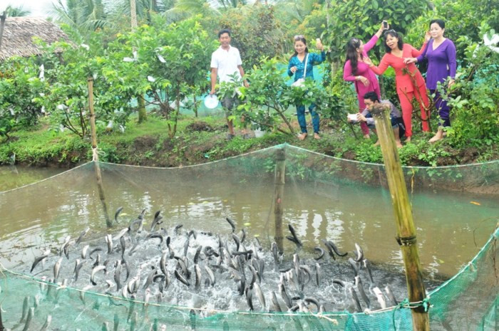 Đàn cá lóc nhảy cao như khiêu vũ khiến du khách thực sự thích thú. Ảnh: GD&amp;TĐ.