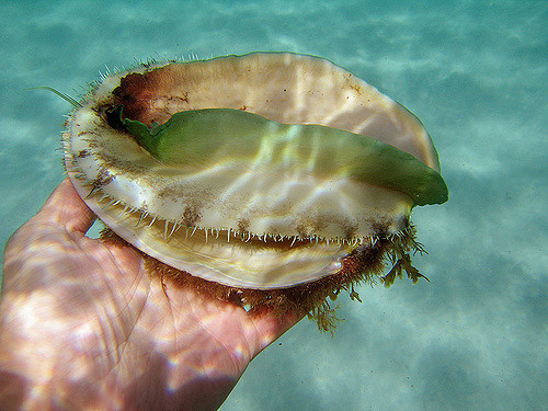 Theo các tiểu thương, bào ngư viền xanh có giá đắt như vậy là do khó đánh bắt. Người thợ thường phải lặn ở vùng biển nguy hiểm và chỉ đánh bắt theo số lượng cho phép. Ảnh: Flickr.