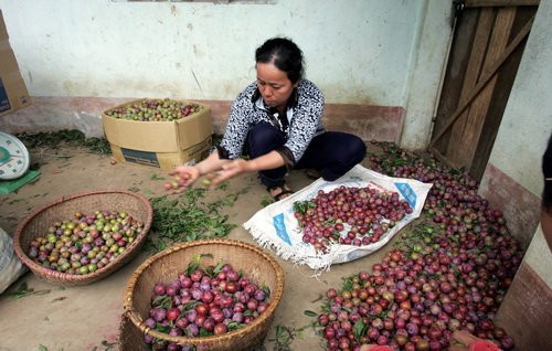 Sau khi hái từ nương về, mận được phân loại thành mận xô và mận chọn. Ảnh: Tuổi trẻ.