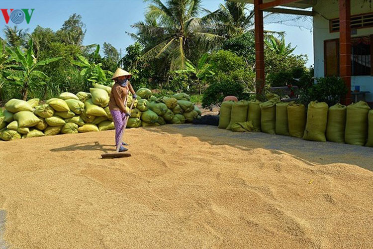 Tranh thủ nắng, bà con phơi khô lúa.