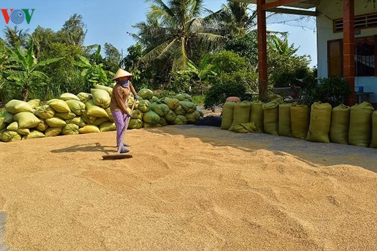 Tranh thủ nắng, bà con phơi khô lúa.