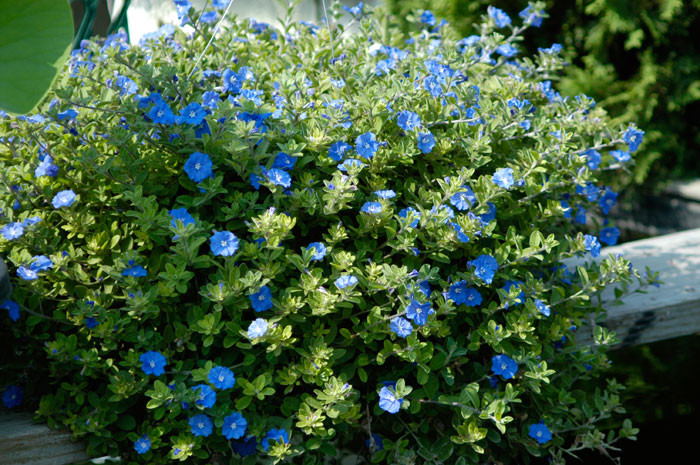 Có thể phát triển mạnh trong nắng, hoa thanh tú với vẻ đẹp dịu dàng, tạo cảm giác thanh mát là loại hoa mùa hè dễ chăm sóc. Ảnh: Huongsac.