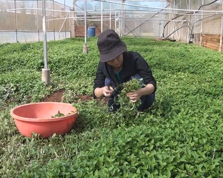 Trung bình, chị Nhung thu nhập đạt trên 15 triệu đồng/tháng. Ảnh: Thesaigontimes.