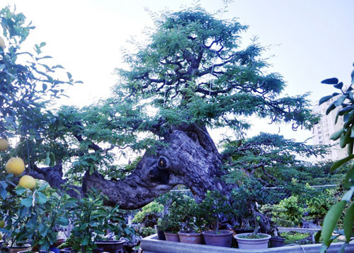 Cây me hơn 100 tuổi “dáng bay” với nhiều vết u nần, khúc khuỷu của nghệ nhân tên Bình ở Sài Gòn khiến nhiều người xem trầm trồ, không ngớt lời khen ngợi. Ảnh: Dân Việt.