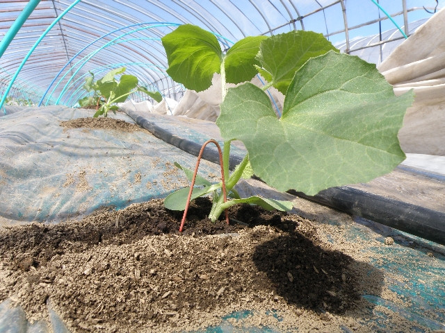 Đất trồng dưa lưới Yubari có thành phần đặc biệt là tro bụi núi lửa. Các khoáng chất trong tro núi lửa có tác dụng như một loại phân bón, cung cấp lượng lớn dinh dưỡng cần thiết cho dưa lưới kết quả ngọt. Ảnh: Yubari-resort.