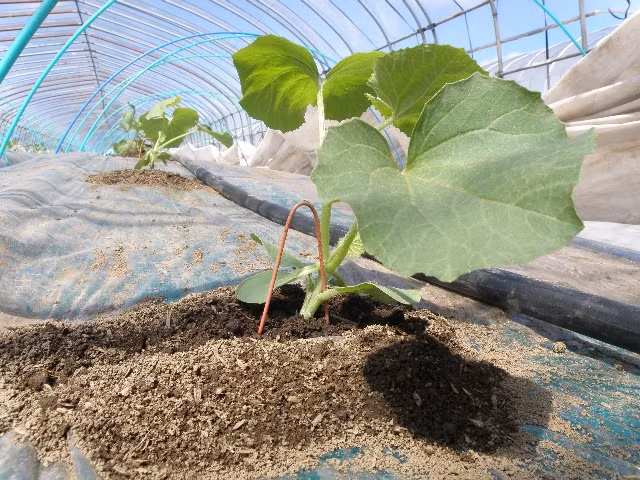 Đất trồng dưa lưới Yubari có thành phần đặc biệt là tro bụi núi lửa. Các khoáng chất trong tro núi lửa có tác dụng như một loại phân bón, cung cấp lượng lớn dinh dưỡng cần thiết cho dưa lưới kết quả ngọt. Ảnh: Yubari-resort.