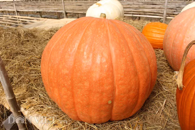 Một quả bí nặng khoảng 90kg của ông Lê Hữu Phan. Do cây đã quá già nên ông phải cắt dây và để chúng lên kệ được lót rơm.