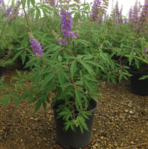 Cây có thể cao tới 2,5 - 3 mét, tán rộng 1,5 - 2 mét. Ảnh: Homedepot.