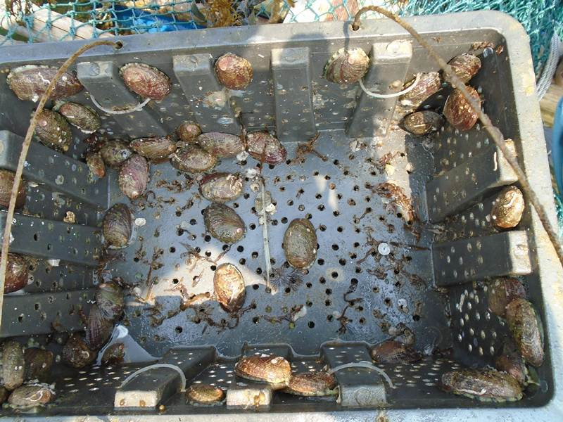 Khi bào ngư đạt khoảng 3cm, mật độ nuôi khoảng 400 - 500 con/m2. Ảnh: Baoquangninh.