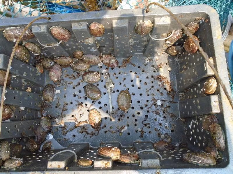 Khi bào ngư đạt khoảng 3cm, mật độ nuôi khoảng 400 - 500 con/m2. Ảnh: Baoquangninh.