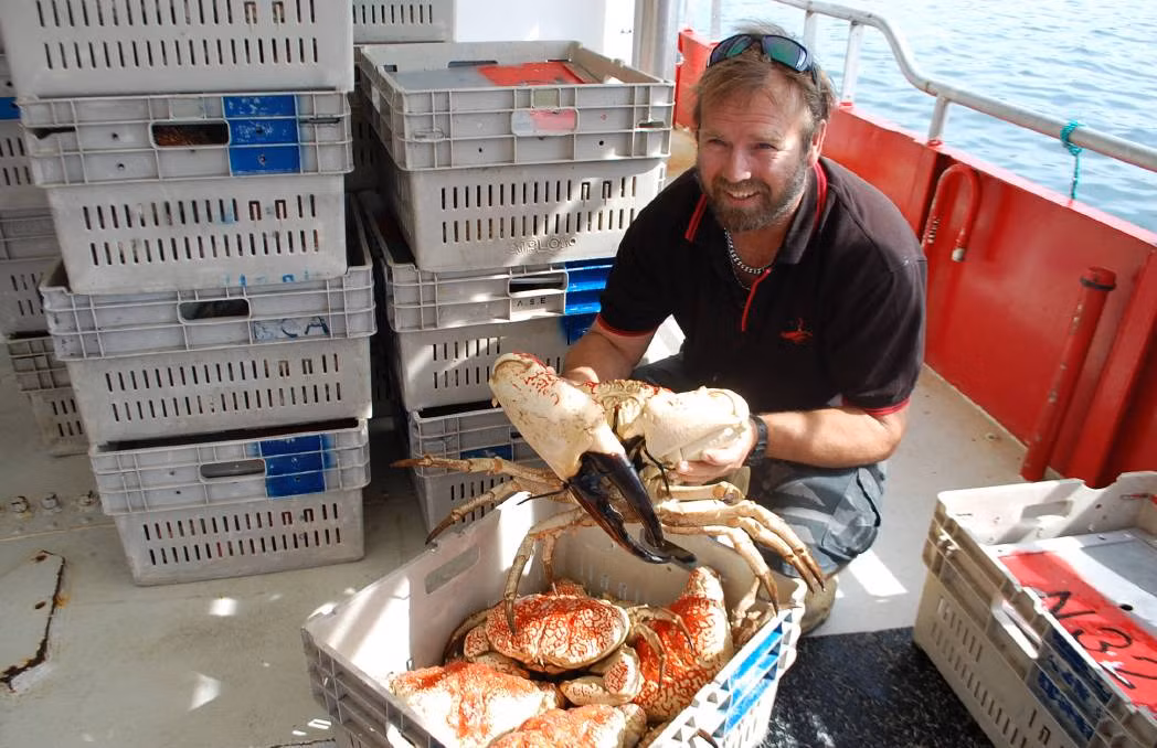 Để đánh bắt cua Tasmania, ngư dân phải lặn xuống biển với độ sâu hàng trăm mét và tìm trong những khe đá ngầm. Ảnh: Port Lincoln Times.