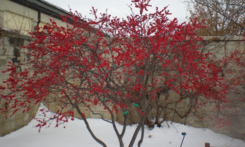 Người dân các nước thường dùng đông đào đỏ để cắm chung với các loại hoa khác hay trang trí cửa nhà. Ảnh: Pegplant.