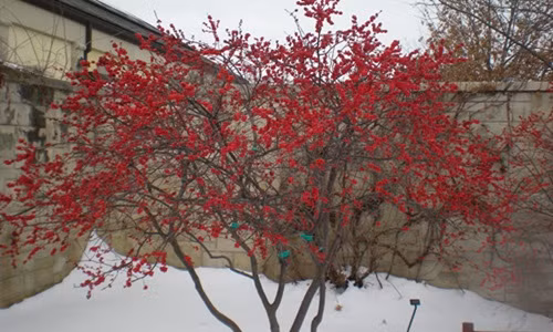 Người dân các nước thường dùng đông đào đỏ để cắm chung với các loại hoa khác hay trang trí cửa nhà. Ảnh: Pegplant.