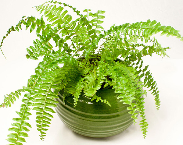 Dương xỉ là loài cây thân thảo, xanh tốt quanh năm. Ảnh: Hoadepvietnam.