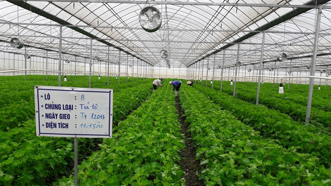 Trồng tía tô xanh Nhật Bản đang là một trong những mô hình nông nghiệp công nghệ cao "hot" tại miền Bắc. Ảnh: Nongnghiep.