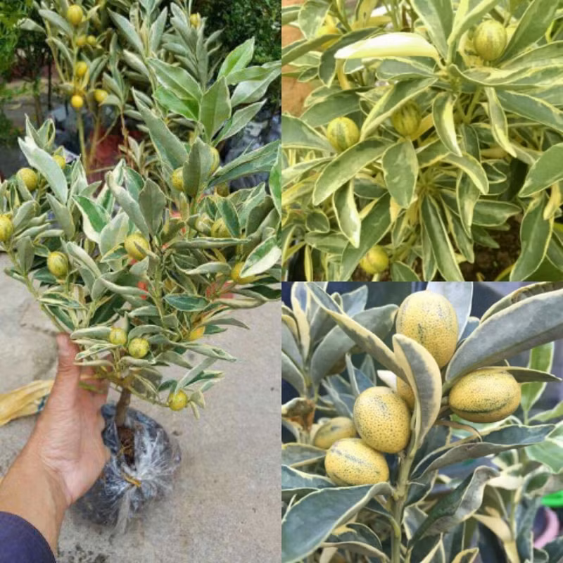 Tuy nhiên, qua tay thương lái, khách phải mua với giá 450.000 - 600.000 đồng/chậu. Ảnh: Marketonline.