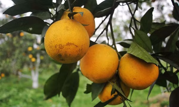 Có giá 50.000-60.000 đồng/quả, thậm chí 80.000 đồng nhưng loại quả này vẫn đắt khách mua, nhiều lúc không đủ cung ứng cho thị trường. Ảnh: Vietnamnet.