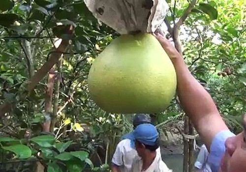 Nếu chăm sóc tốt, bưởi thúng cho ra trái vào tháng 5. Ảnh: Dailymotion.