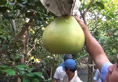 Nếu chăm sóc tốt, bưởi thúng cho ra trái vào tháng 5. Ảnh: Dailymotion.