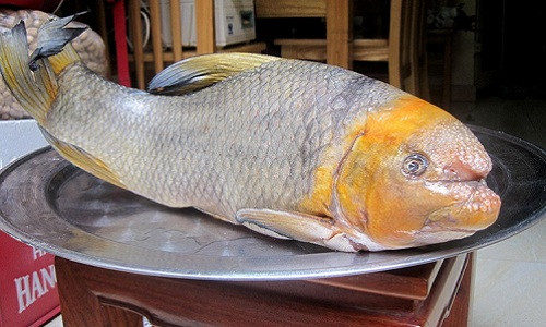 Cá Anh Vũ đầu vàng là một trong những loại cá quý hiếm được nhiều đại gia săn lùng dịp Tết. Ảnh: Hatthocvang.