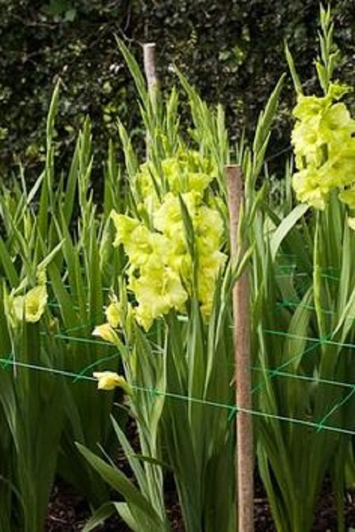 Hoa lay ơn được các gia đình trang trí nhà ngày Tết giúp mang lại may mắn cho gia chủ. Ảnh: Printets.