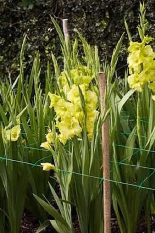 Hoa lay ơn được các gia đình trang trí nhà ngày Tết giúp mang lại may mắn cho gia chủ. Ảnh: Printets.