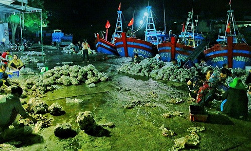 Từ lâu, quê biển Diễn Bích (Diễn Châu, Nghệ An) tồn tại một chợ cá nằm ngay bên cảng cá, hoạt động mỗi đêm từ 24h đến sáng, rất nhộn nhịp, không cần quầy hàng, biển hiệu...Ảnh: Baonghean.