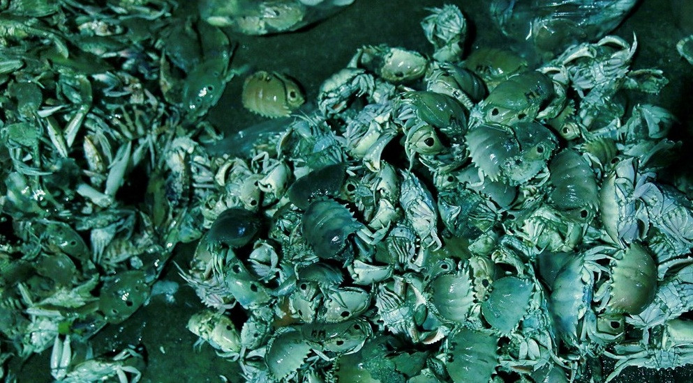 Các sản phẩm của biển vô cùng phong phú, từ tôm, ghẹ...cho đến các loại cá theo mùa. Ảnh: Baonghean.