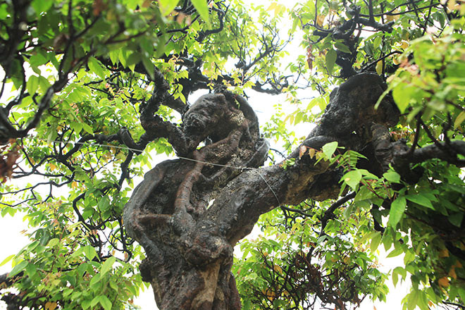 Nguồn gốc của cây khế phụ tử này chưa ai rõ nhưng cách đây 10 năm, chủ nhân của nó phải mua với giá 2 tỷ đồng. Ảnh: Dân Việt.