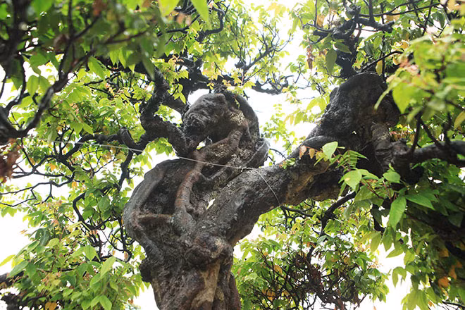 Nguồn gốc của cây khế phụ tử này chưa ai rõ nhưng cách đây 10 năm, chủ nhân của nó phải mua với giá 2 tỷ đồng. Ảnh: Dân Việt.