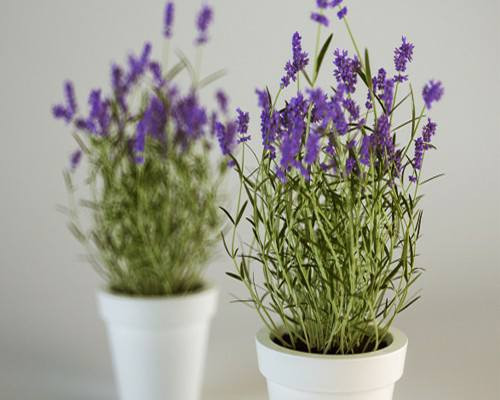 Bonsai lavender (hay còn gọi hoa oải hương) lần đầu tiên xuất hiện trên thị trường dịp Tết Đinh Dậu 2017. Ảnh: FB Cây Hoa Cảnh.