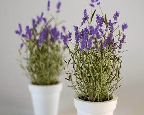 Bonsai lavender (hay còn gọi hoa oải hương) lần đầu tiên xuất hiện trên thị trường dịp Tết Đinh Dậu 2017. Ảnh: FB Cây Hoa Cảnh.
