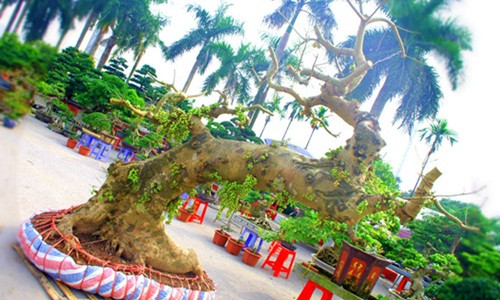 Quái sung độc dị này nằm trong vườn của anh Kiên Phạm (Hưng Yên). Ảnh: Bảo Ngọc.