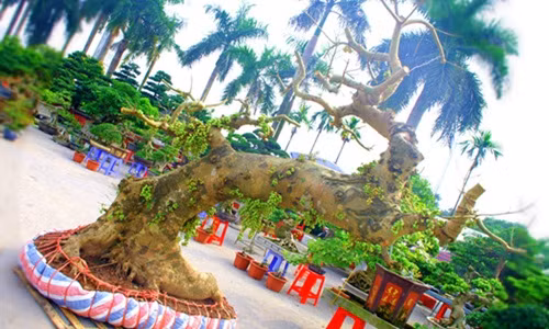 Quái sung độc dị này nằm trong vườn của anh Kiên Phạm (Hưng Yên). Ảnh: Bảo Ngọc.