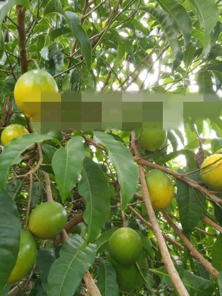 Theo người bán, vú sữa vàng thích hợp với khí hậu ở Việt Nam. Ảnh: Trung tâm giống cây dược liệu.